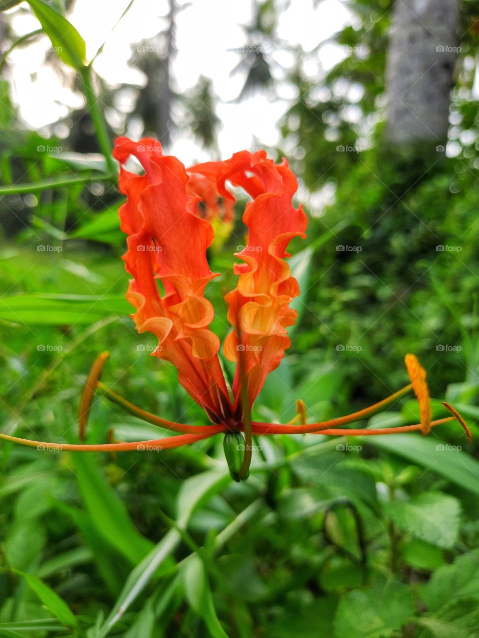 colourful amazing nature