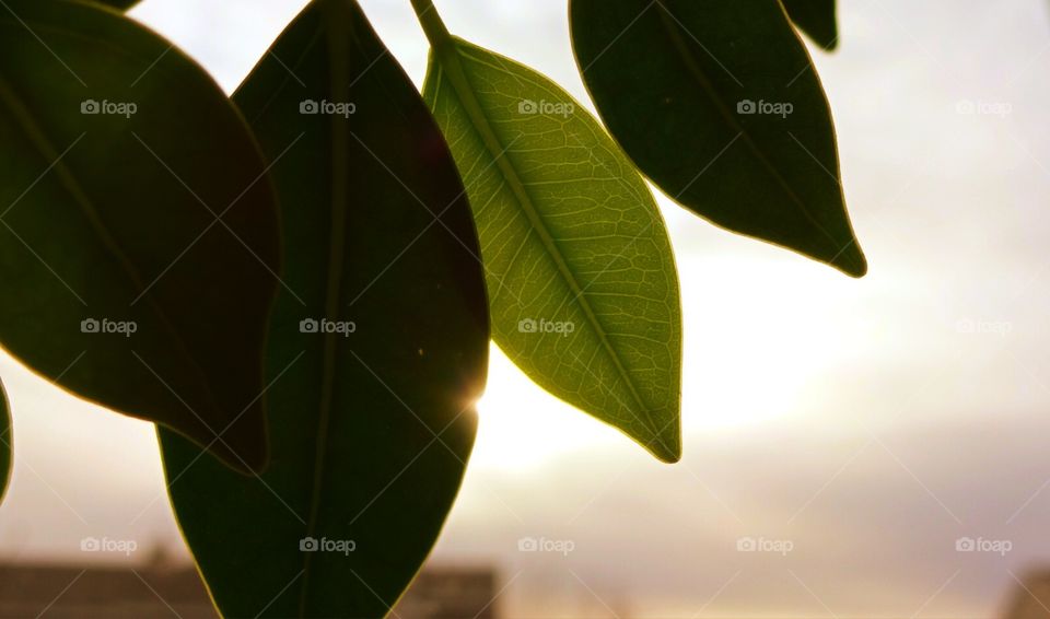 Bonsai Leaf & sun set