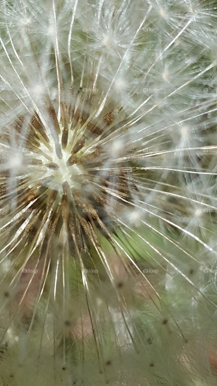 Dandelion closeup