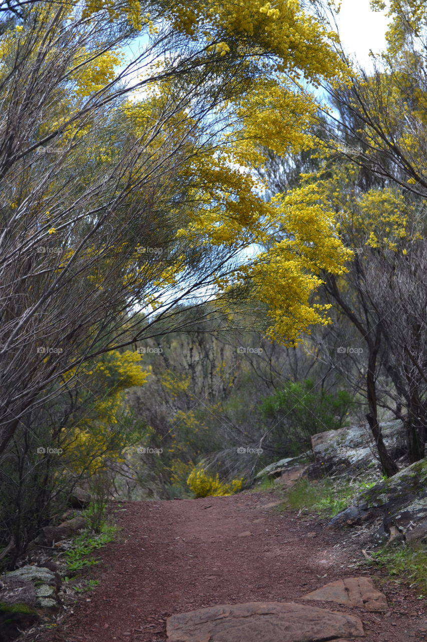Gum trees arching over a hiking path like a portico through a portion of the Flinders Ranges in south Australia's outback