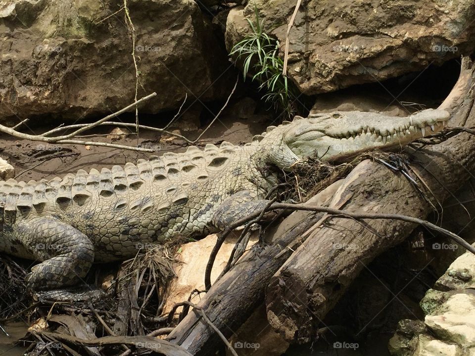 Crocodile in Costa Rica 