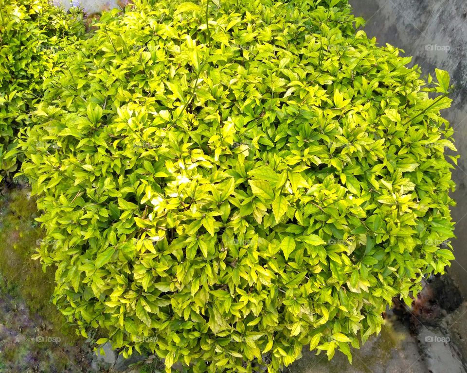 Circle shape on green plant