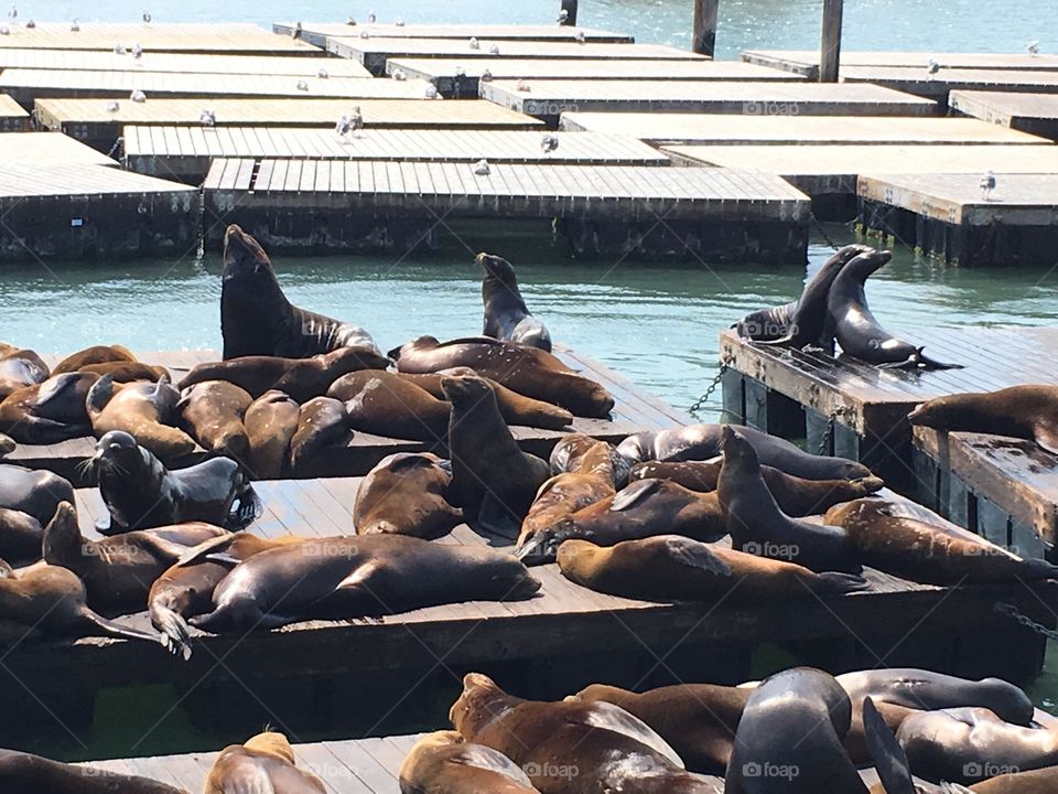 sealions at the pier  