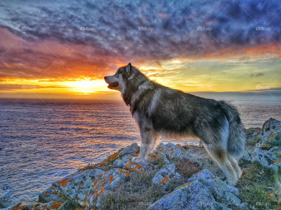 Dog admire sunset