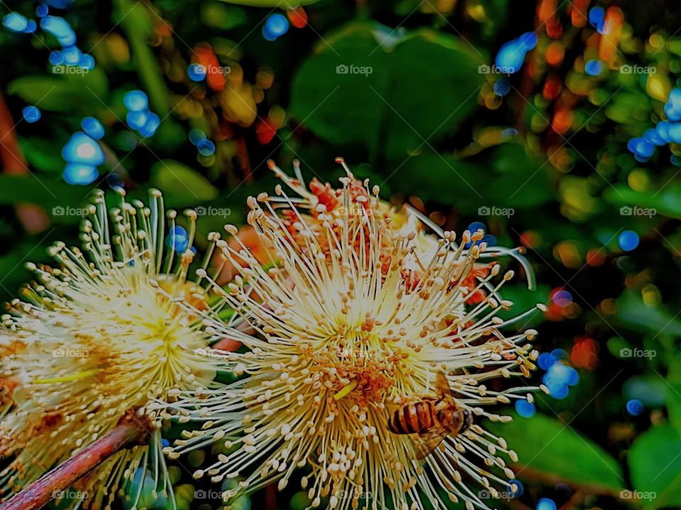 A honey bee was collecting nectar on the wax apple flower.