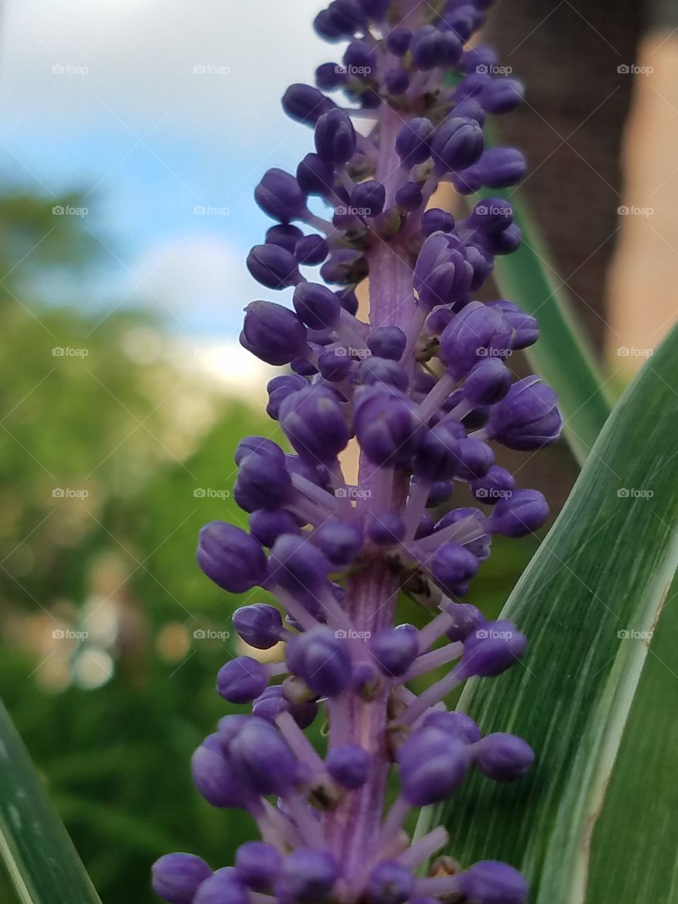 purple salvia