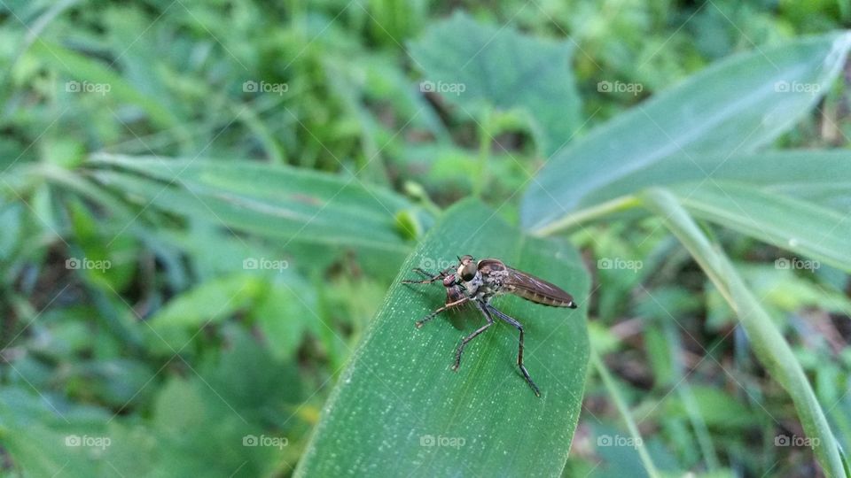 Horse fly eating fly！