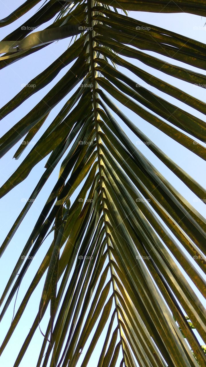Height of tree with green leafy