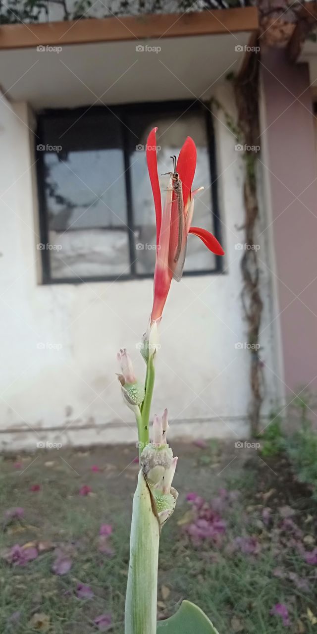 flower