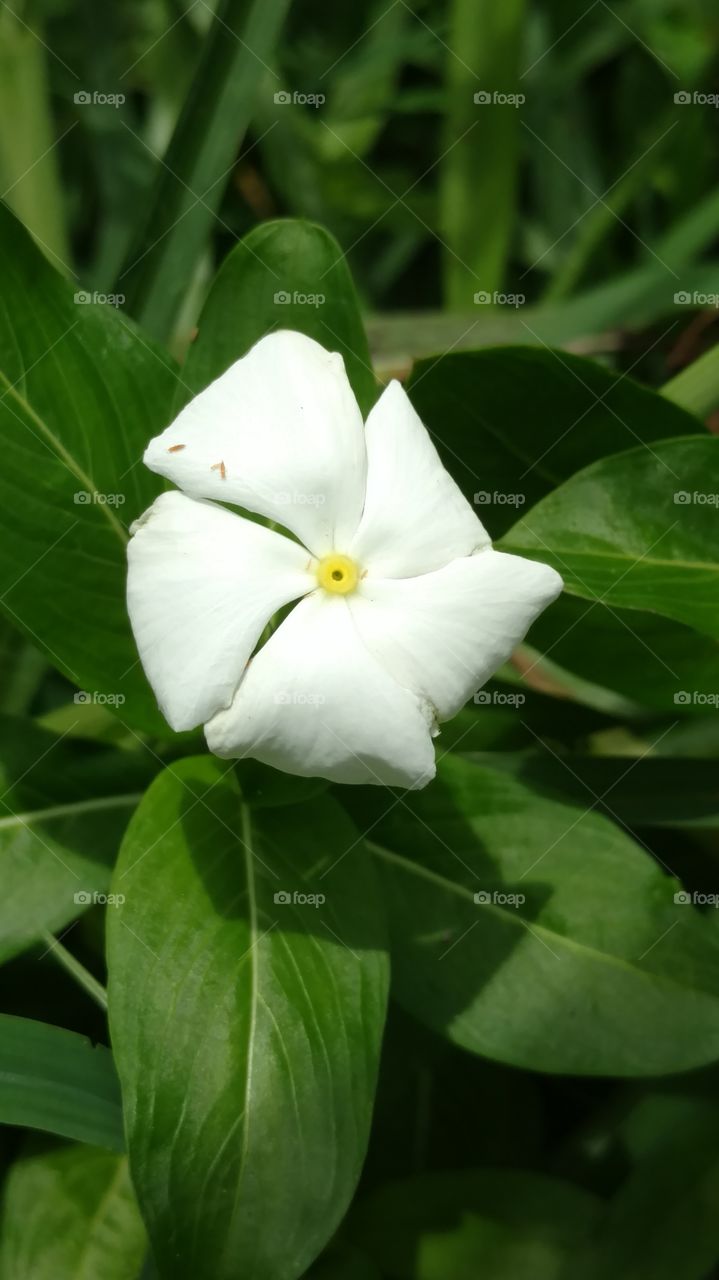 half closed flower but opened