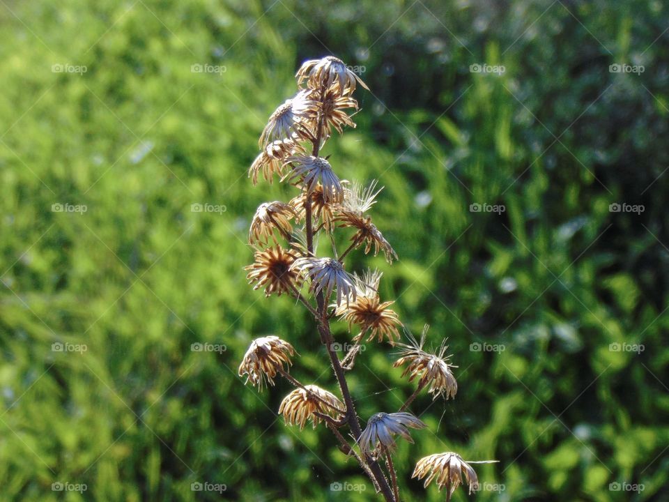 Dry seeds after flowers 