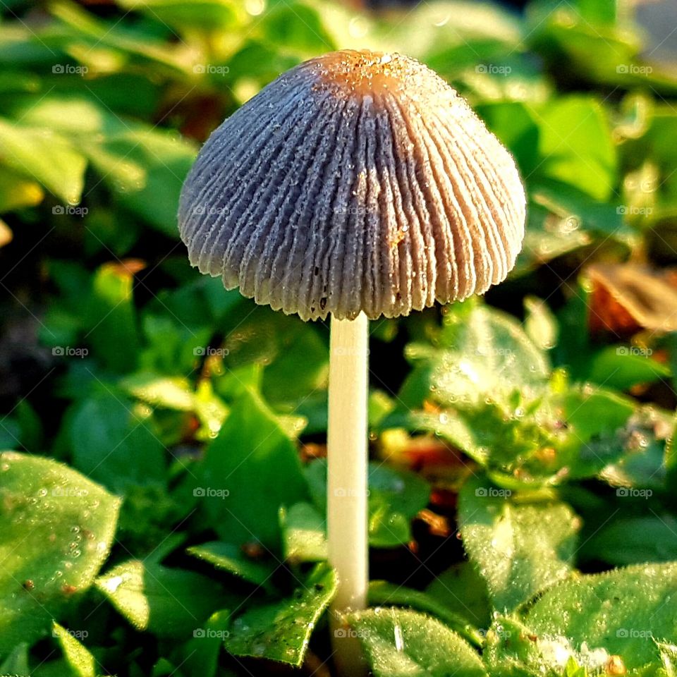 fine details of a toadstool