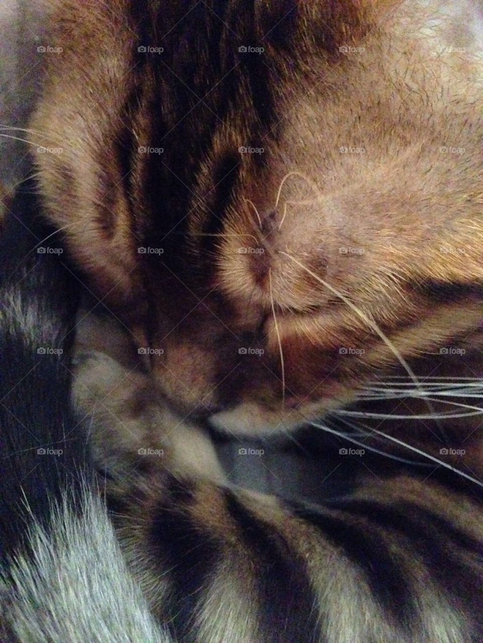 Bengal Cat Snoozing 