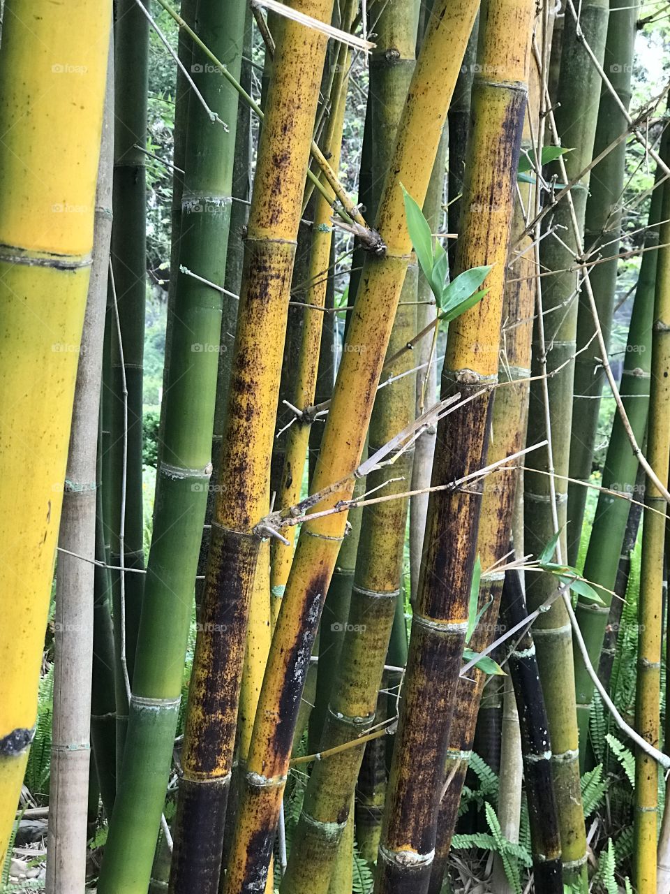 Bamboo grove 