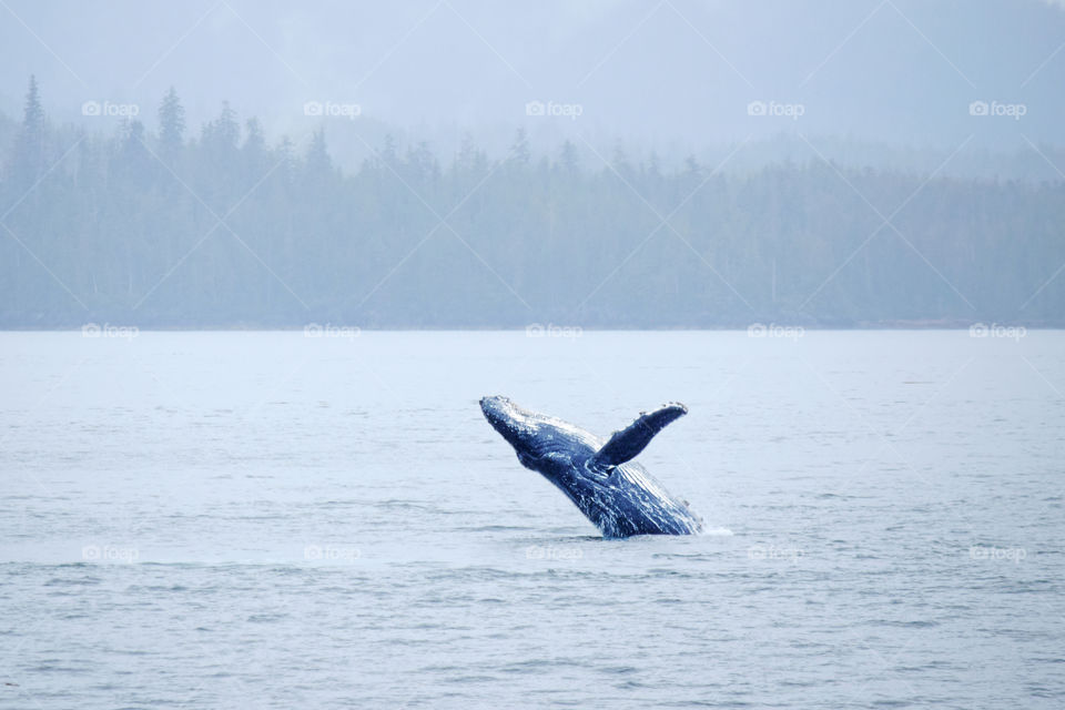 Humpback whale breaching