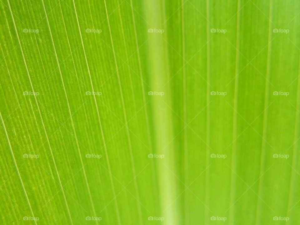 Textures, abstract , green, botany, plants , macro