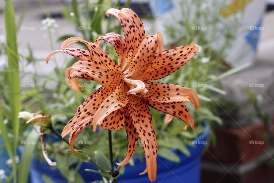 Tiger Lily