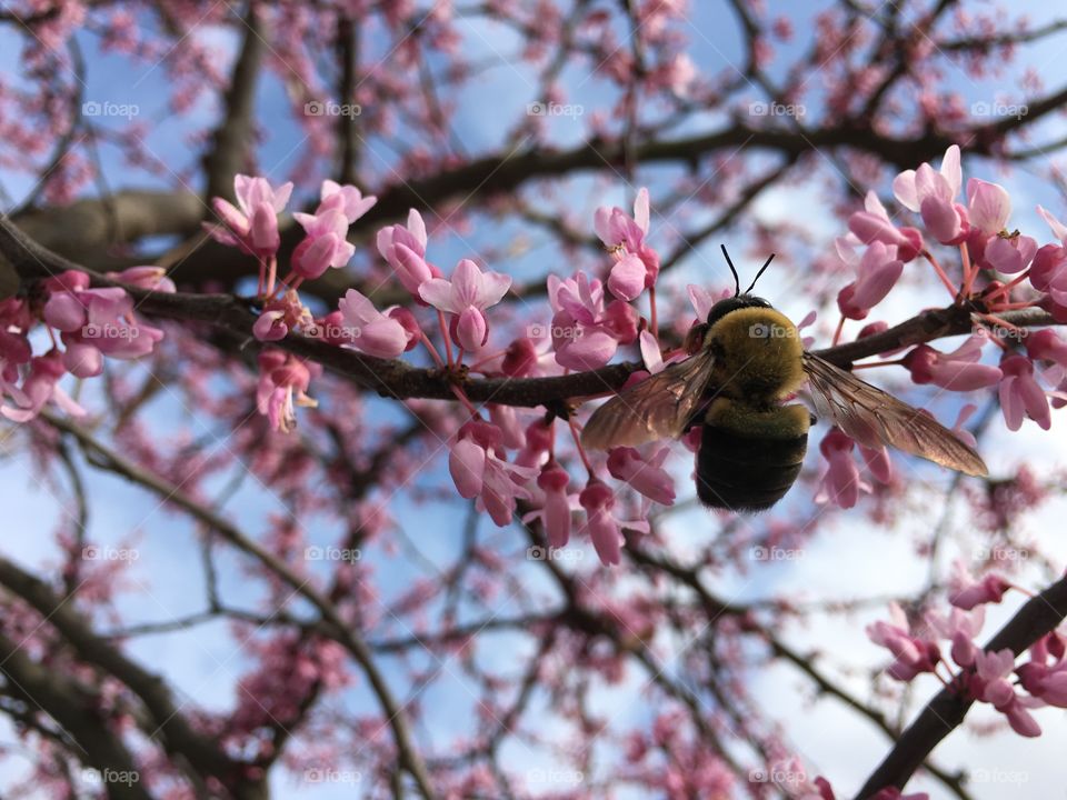 Cherry, Tree, Branch, Flower, Nature