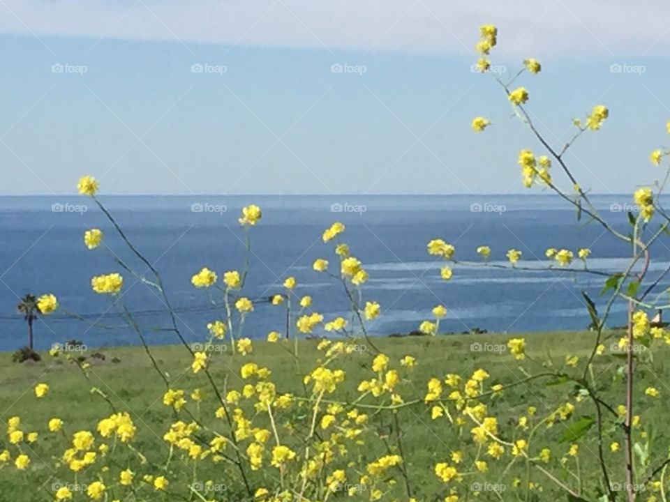 Spring by the ocean