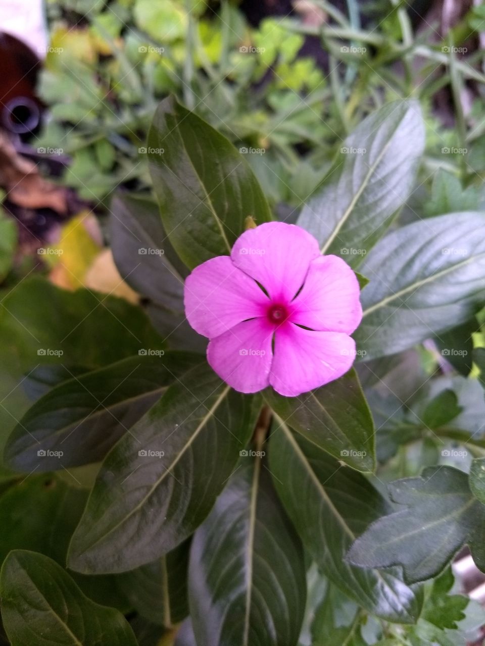 flor púrpura