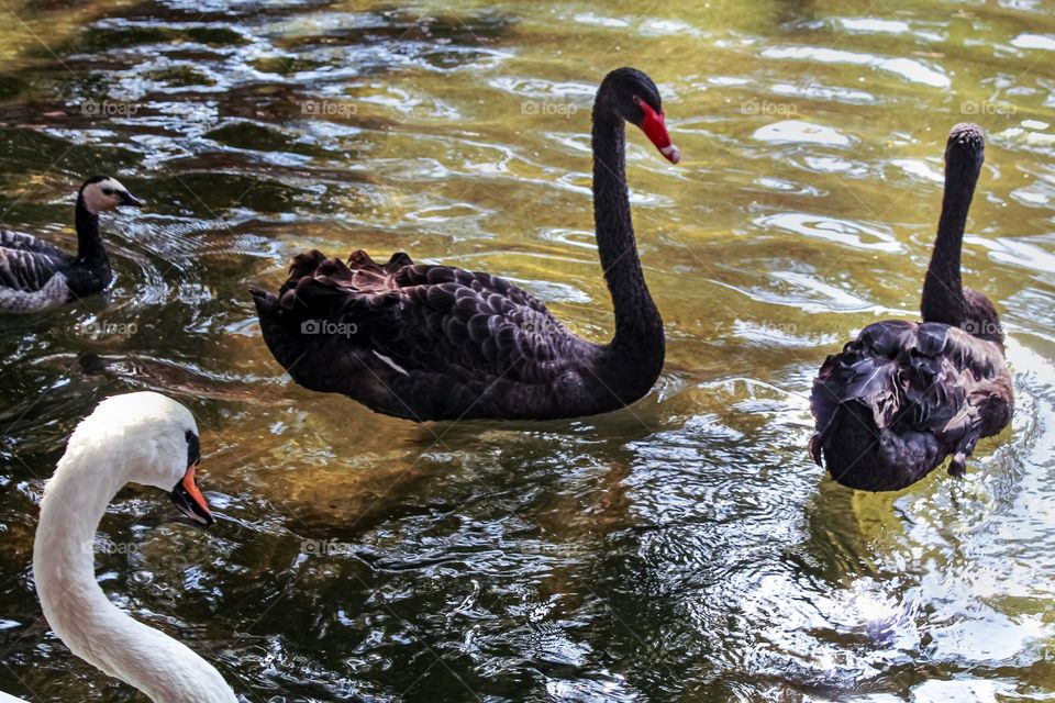 White and black swan