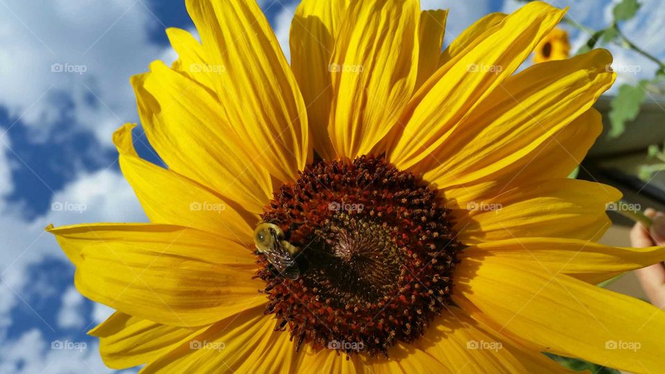 Bumblebee collecting pollen from sunflower.