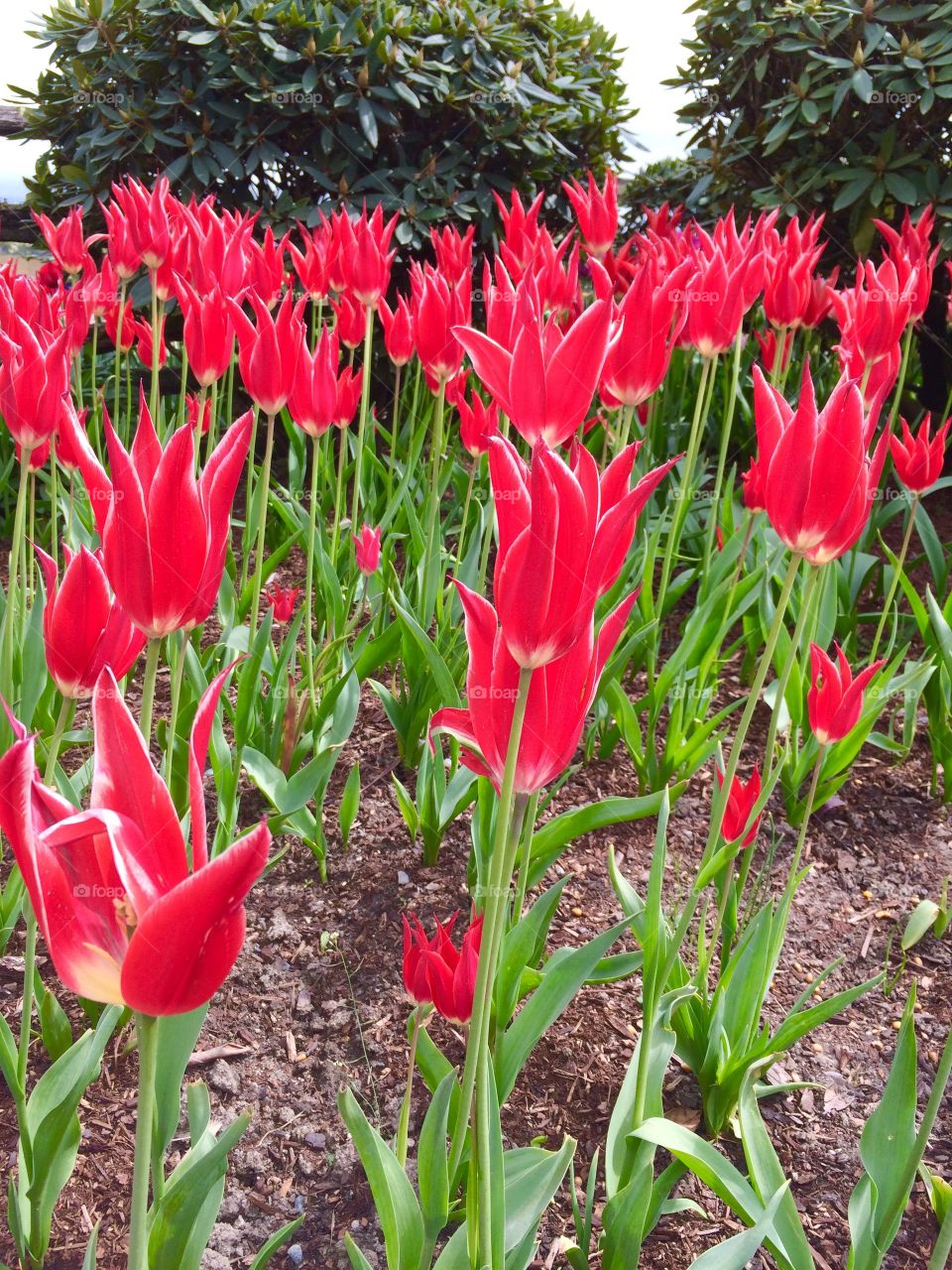 Red Tulip. Tulip during summer time. 