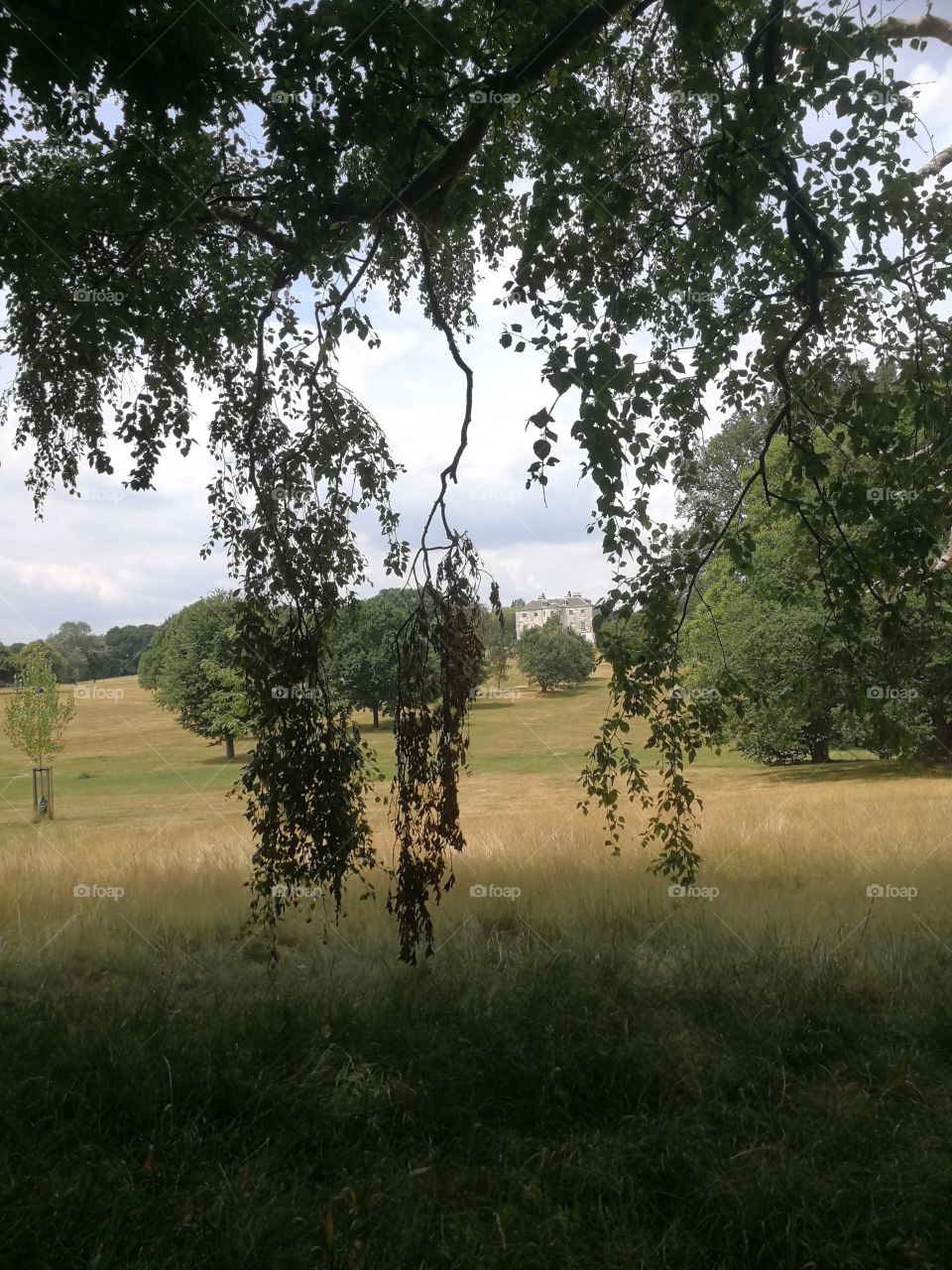 Beckenham Forest Park - mansion in the distance