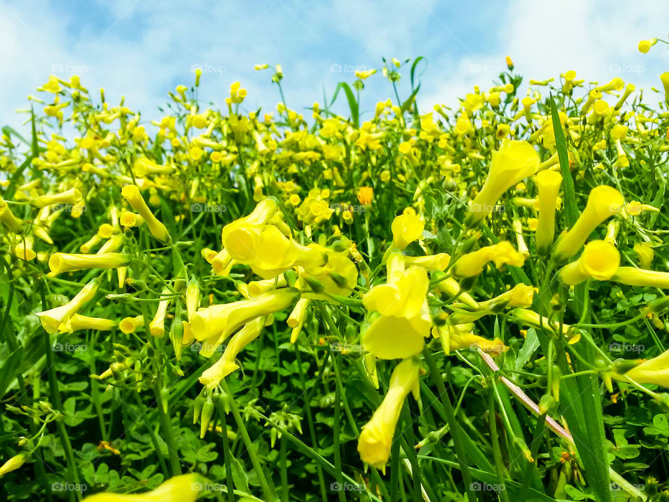 green color story: green garden with yellow Flowers