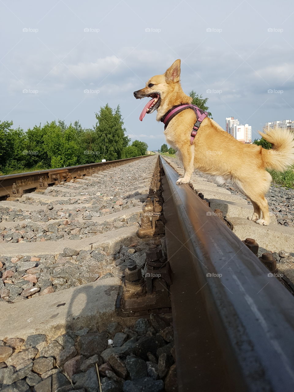 dog on the tracks