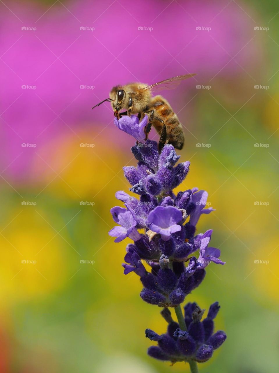 Beautiful natural colours  - Honeybee on lavender