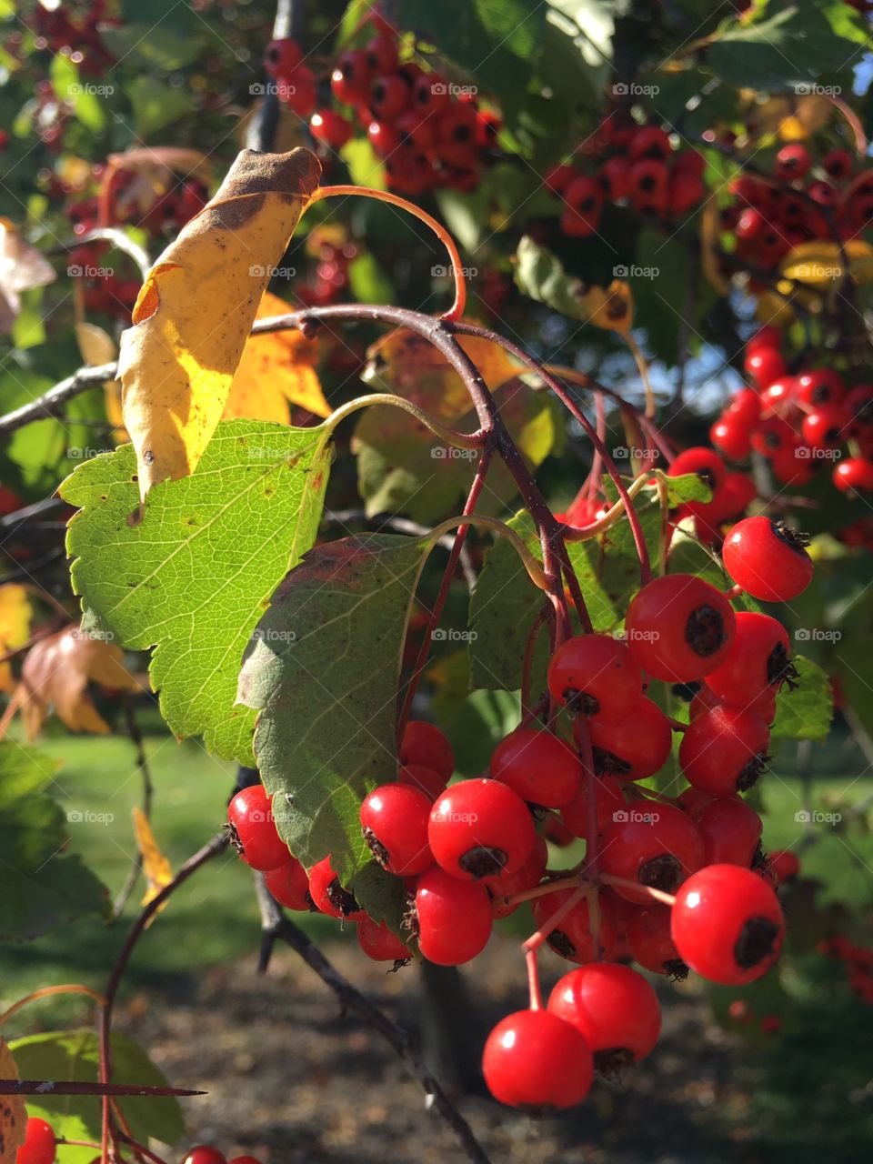 University of Idaho Arboretum and Botanical Garden