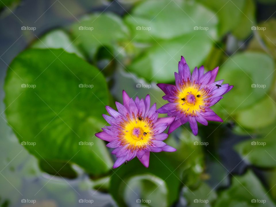 water lily. two  water lily flowers