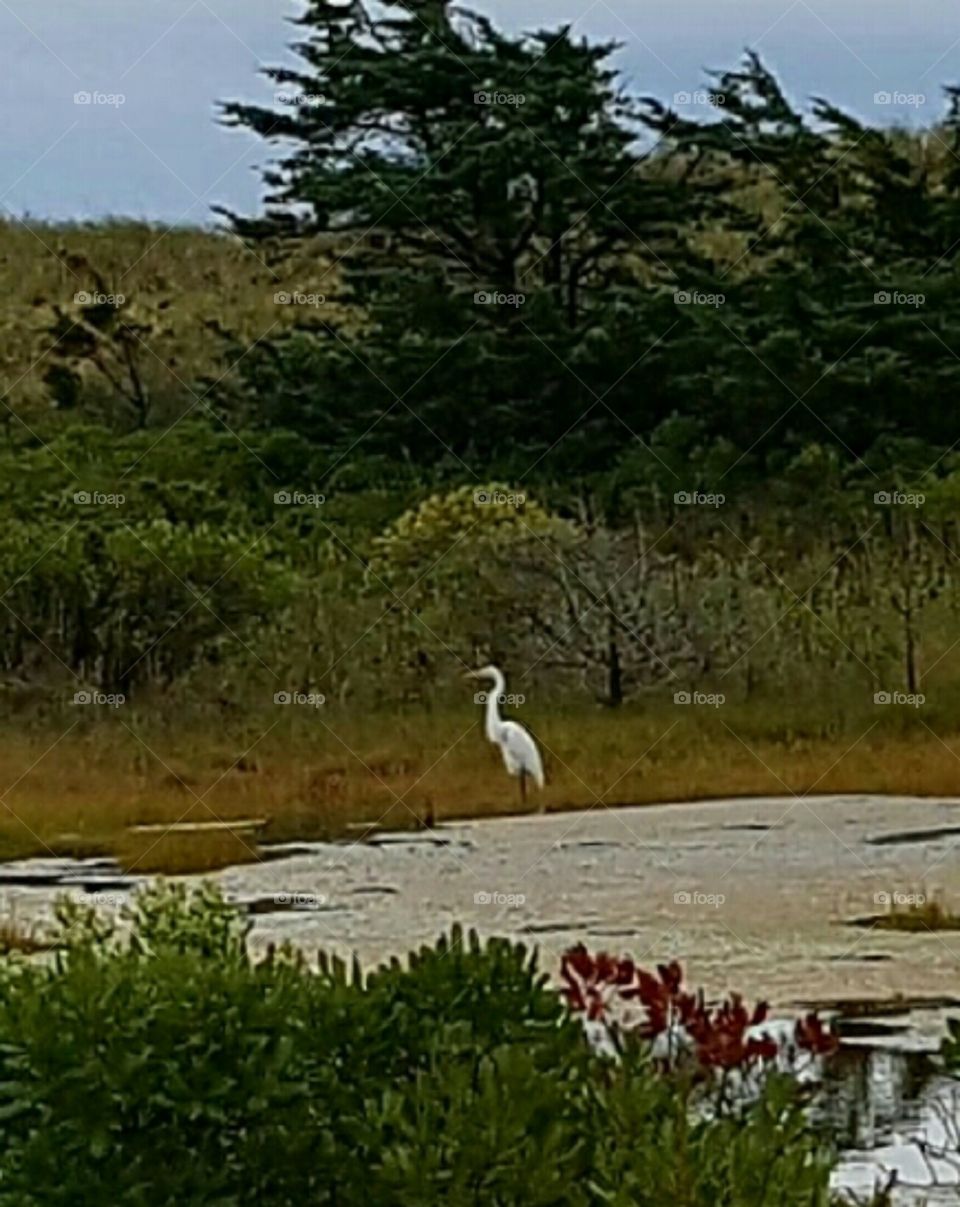 A visitor to the estuary by West Dennis Beach on Cape Cod, near Light House Inn.