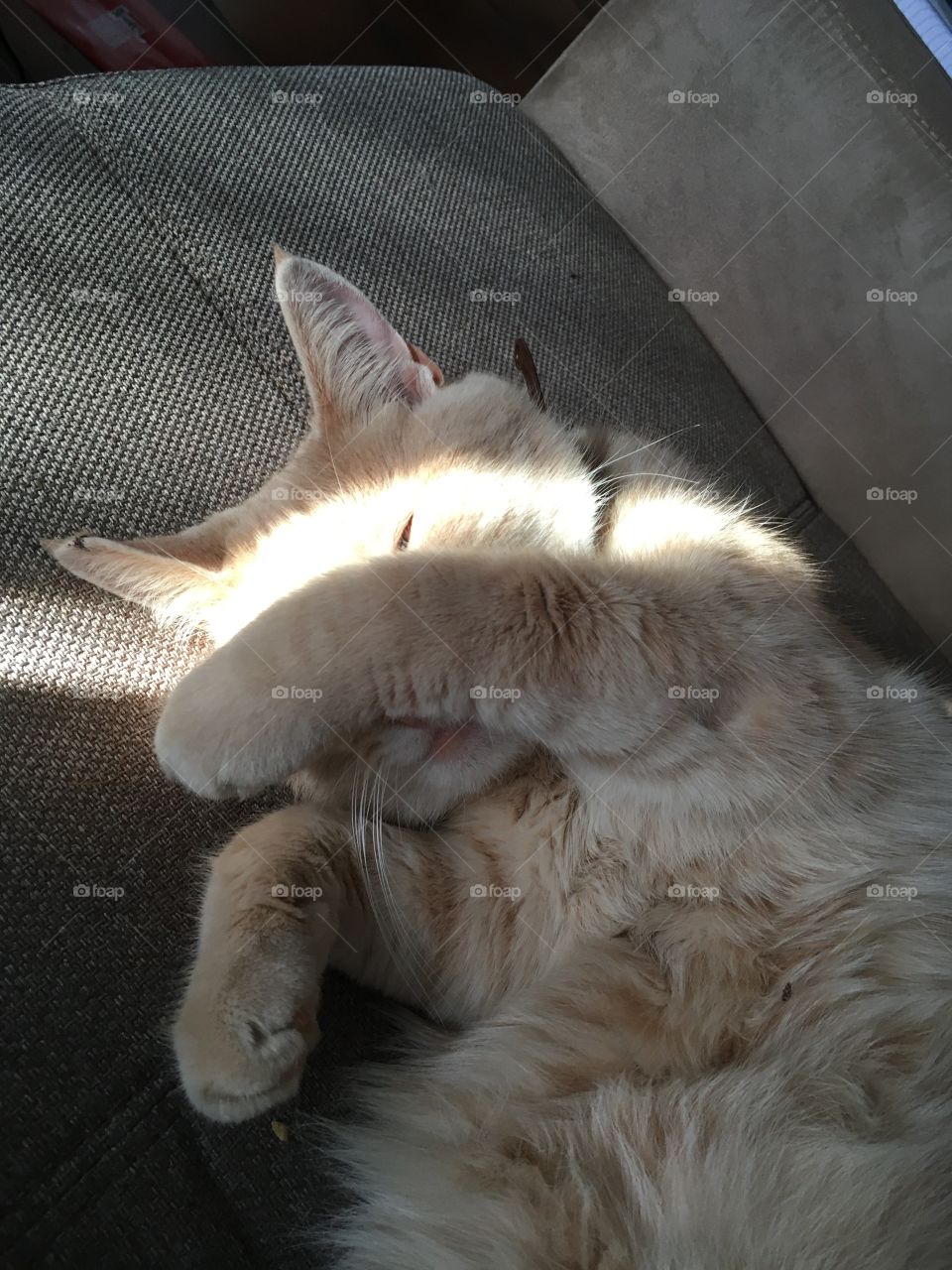 Cat with sun in its face