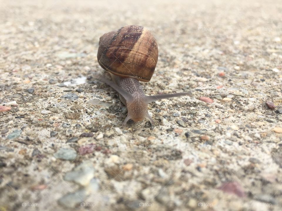 Snail on the ground 