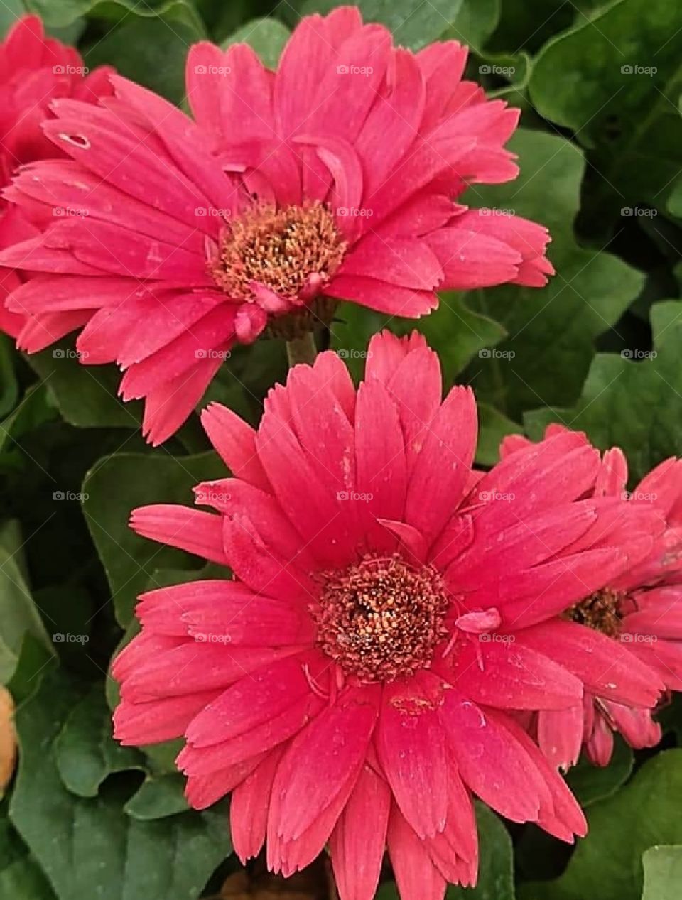 Red flowers