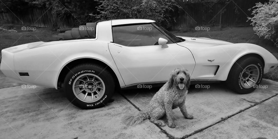 A golden Doodle Dog sits in front of vintage car
