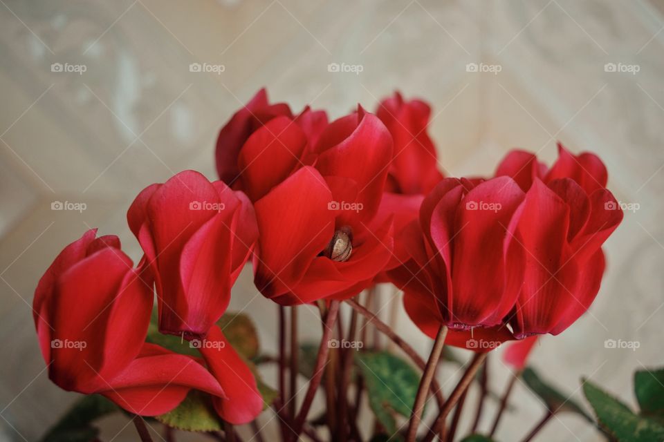 Red color flowers