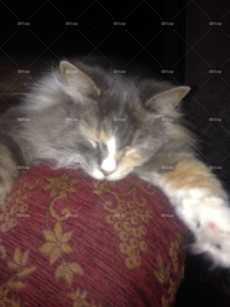 Closeup of Misty, our Norwegian Forest Cat, sacked out