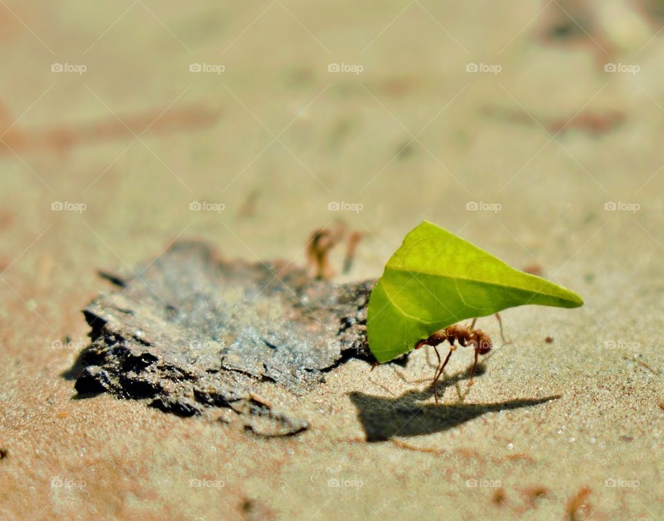 The Ant and The Leaf