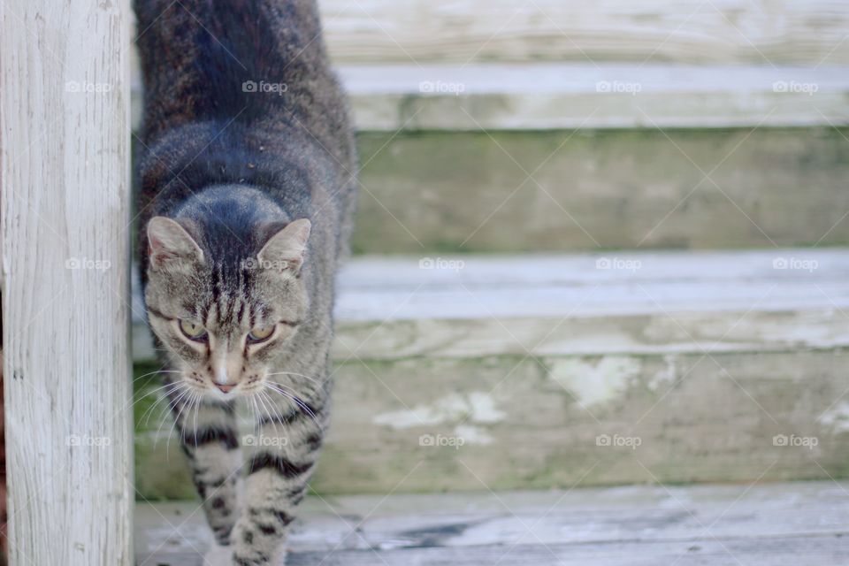 Cats of the USA!