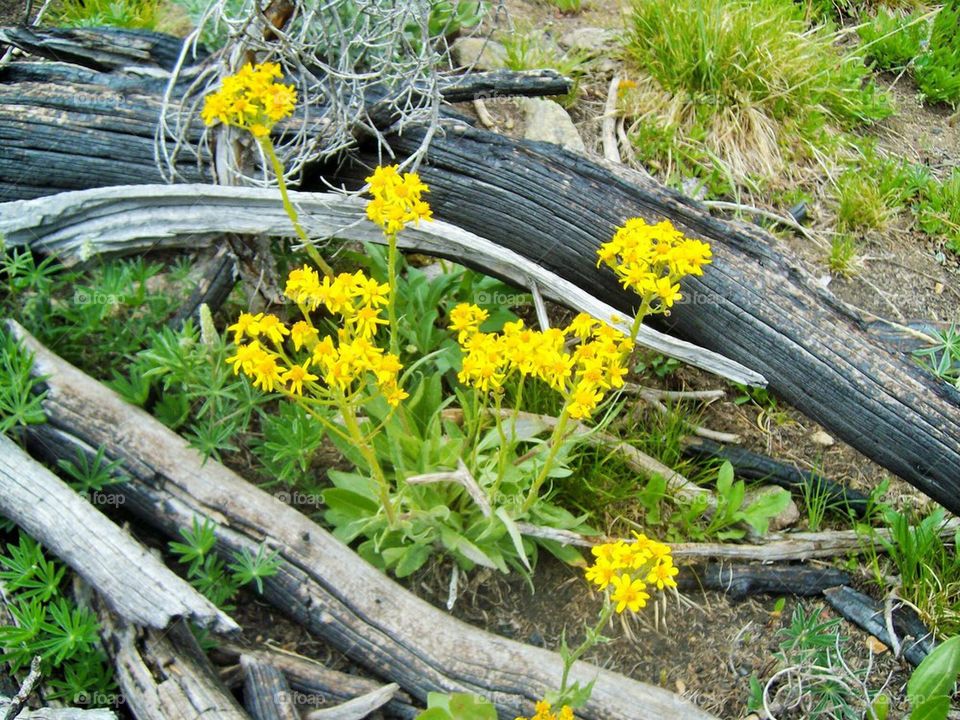 flowers