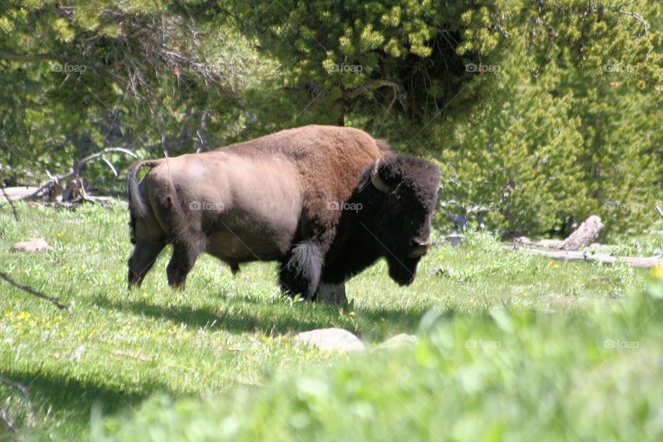 Bison