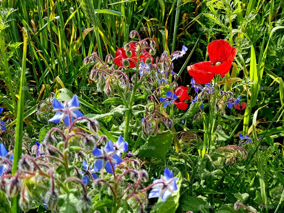 wild early spring flowers