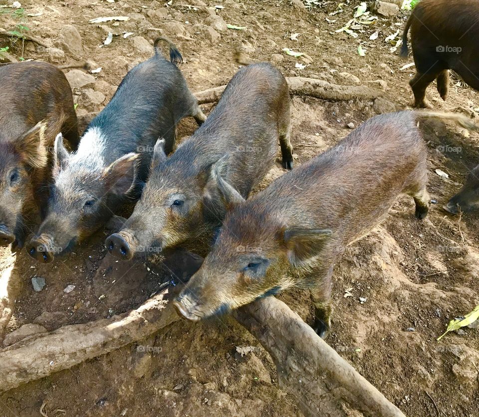 Hungry pigs