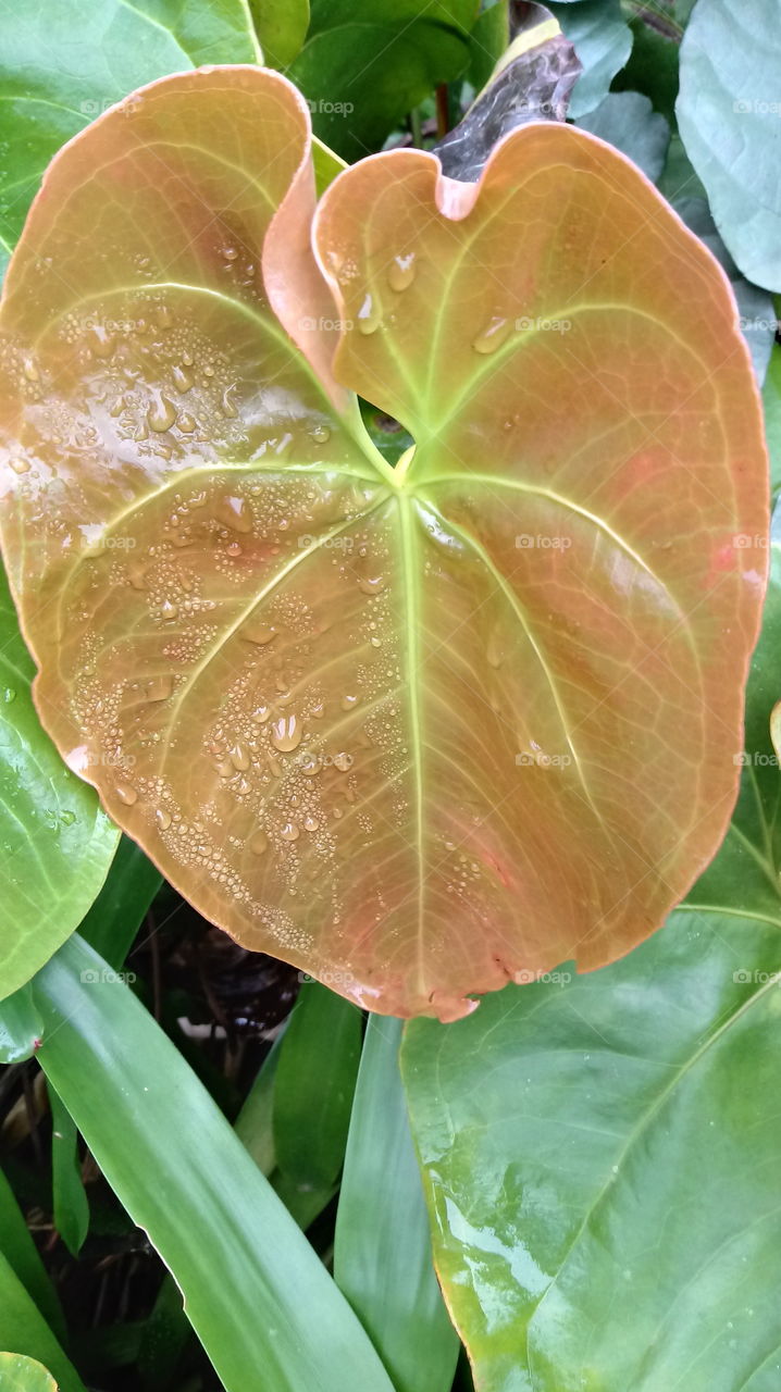 ANTHURIUM LEAF