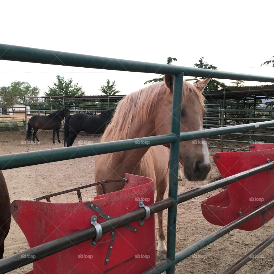 Palomino horse in ranch corral and paddocks at feed bucket