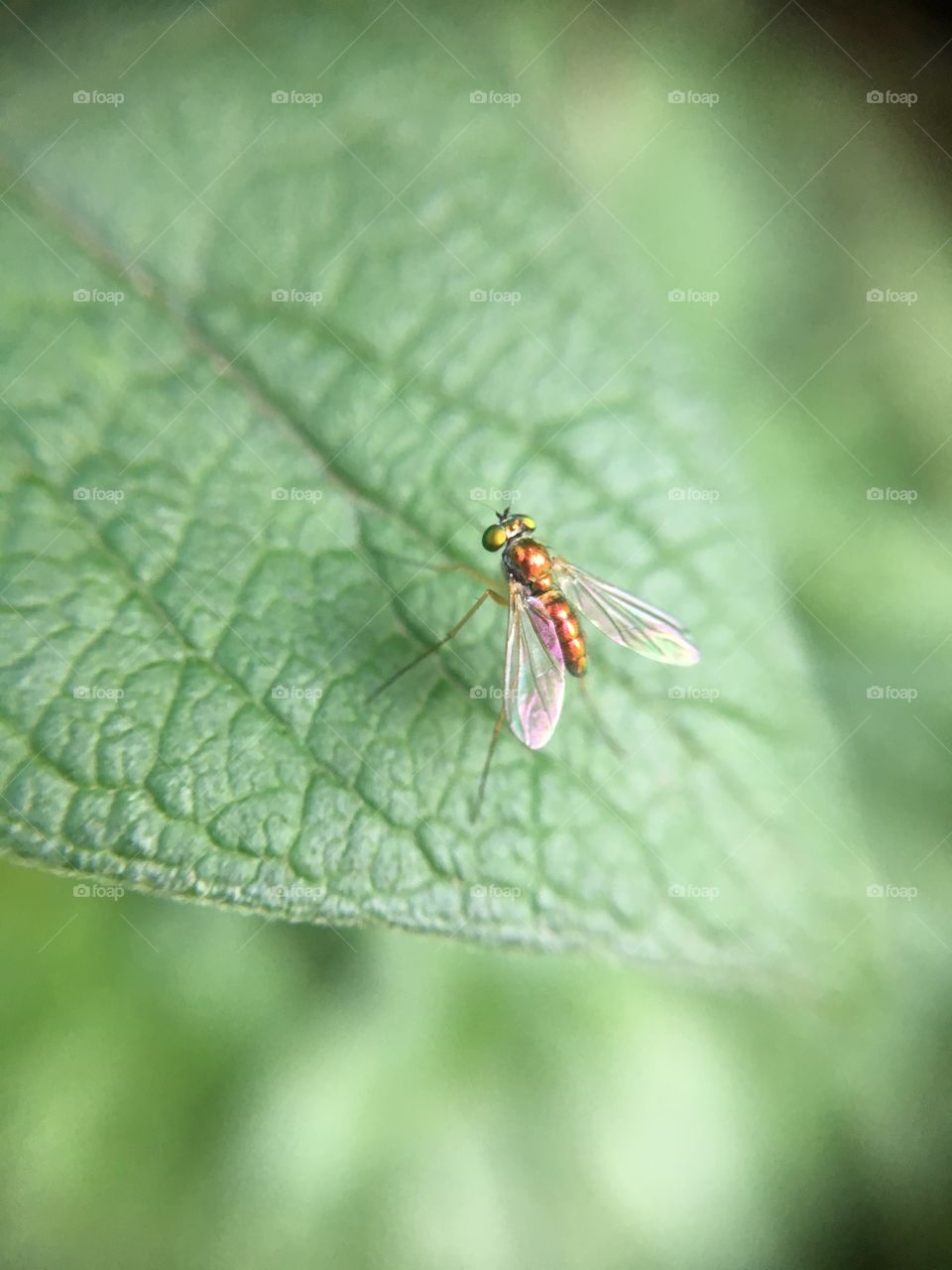 Tiny scintillating  fly in sunshine