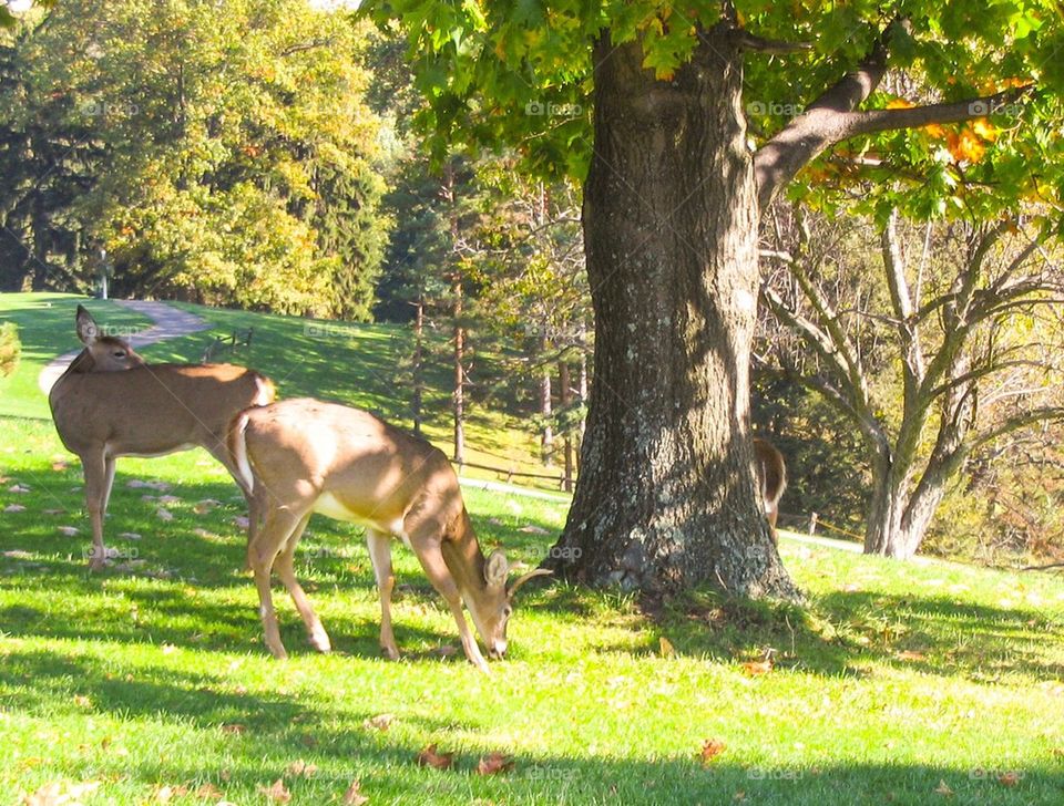 Oglebay deer